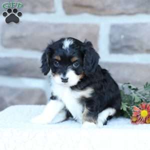 Skye, Cavapoo Puppy